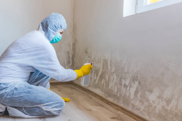 Licensed Mold Inspection service in Warrenville, IL - WQB Mold Removal