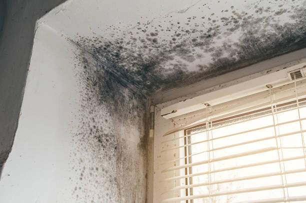 Affordable Mold Inspection solutions in Warrenville, IL
